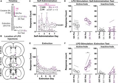 The Lateral Preoptic Area: A Novel Regulator of Reward Seeking and Neuronal Activity in the Ventral Tegmental Area